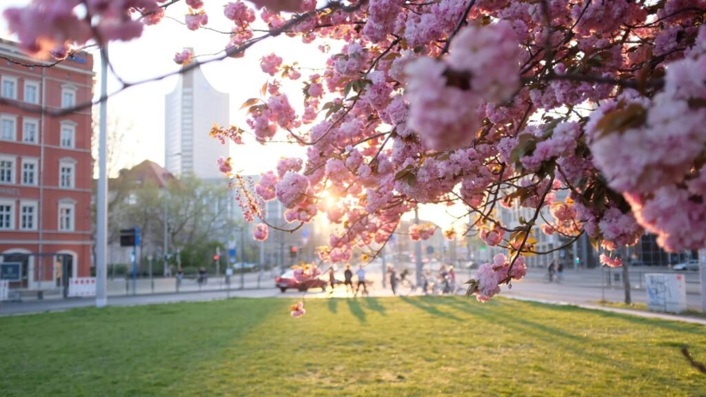 Leipzig cherry blossom