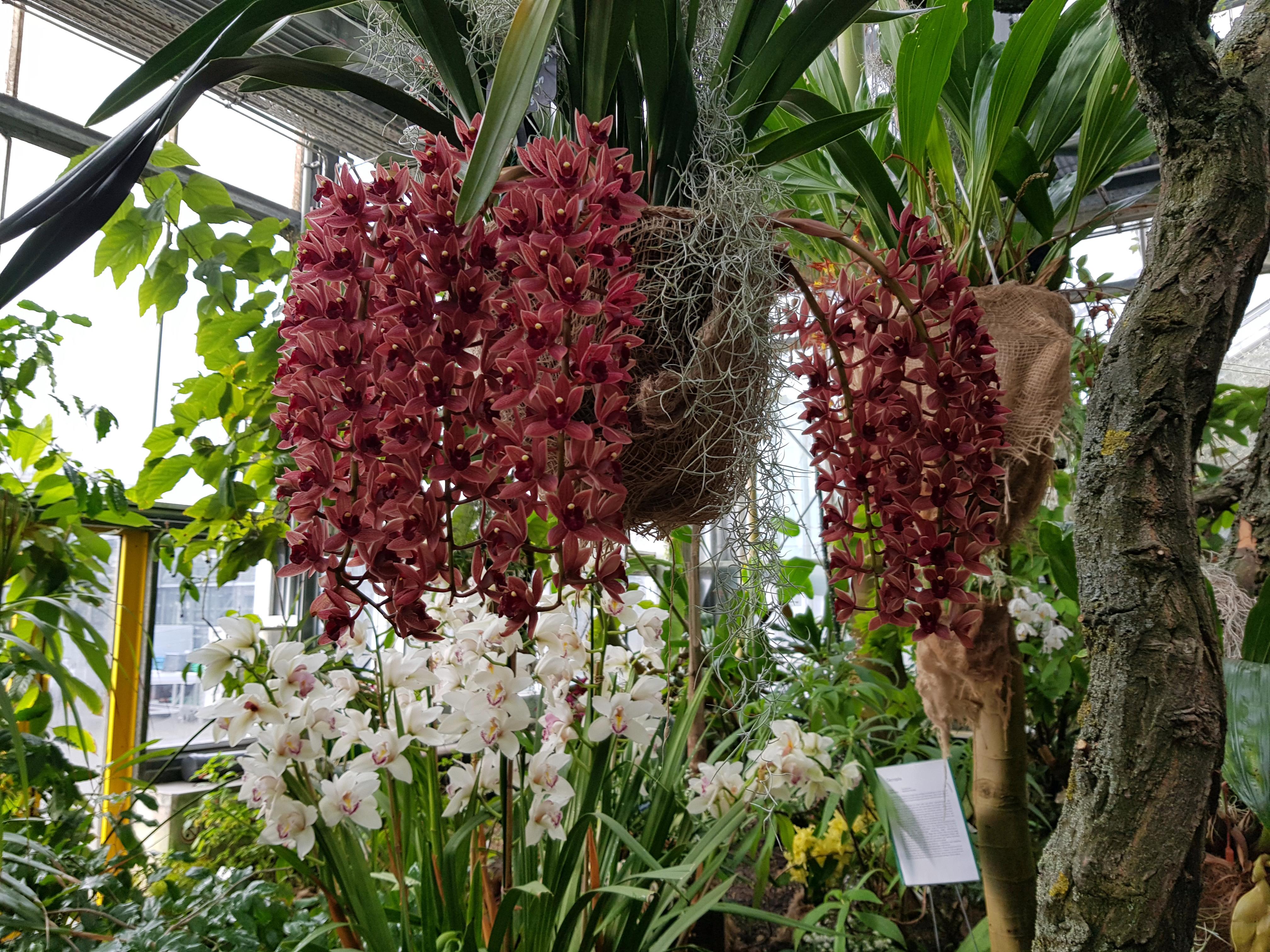 Ботанический сад орхидеи
