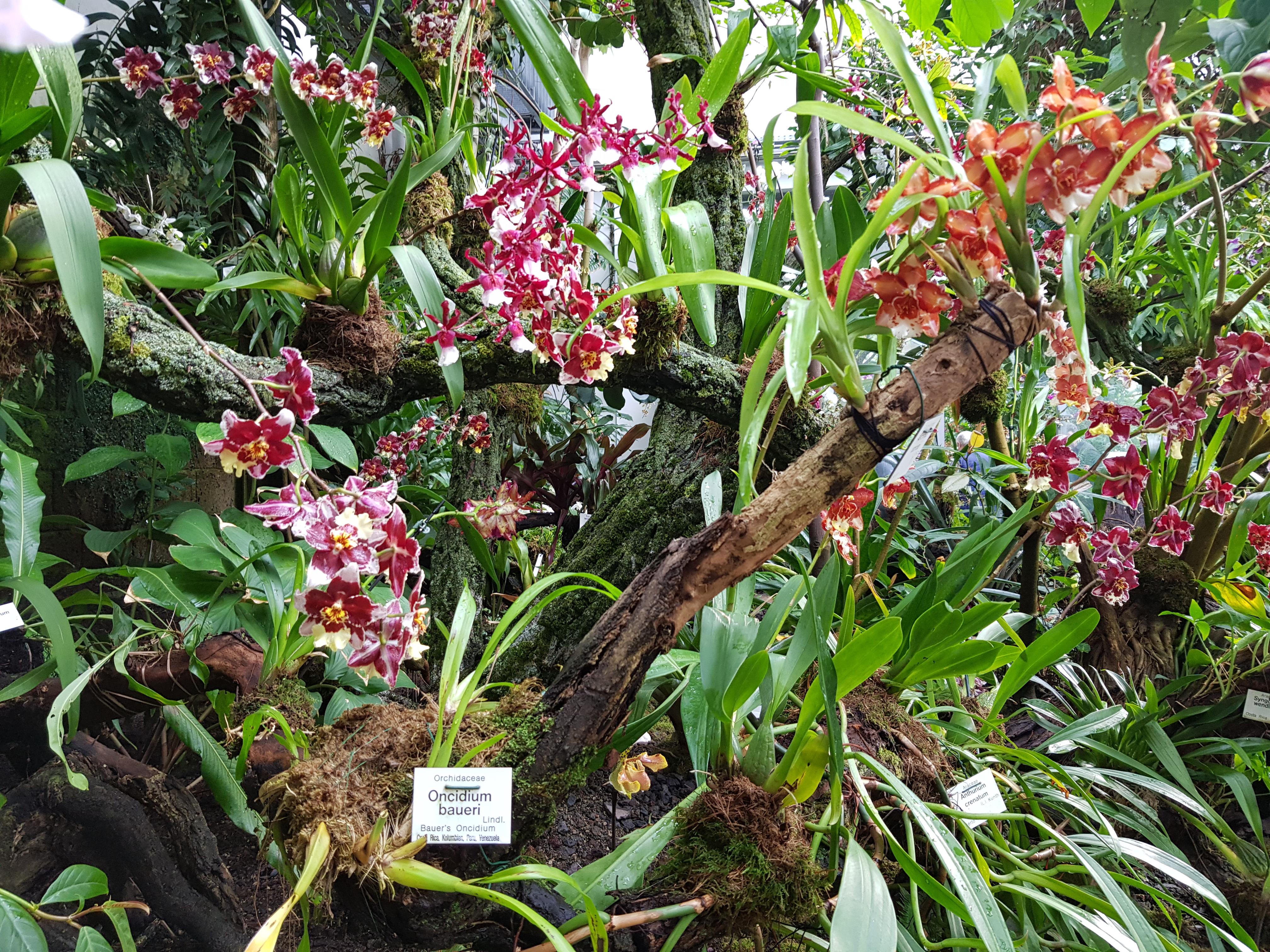 Ботанический сад орхидеи